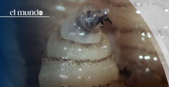 Gusano barrenador. Estados Unidos vuelve a cerrar la frontera al ganado de México