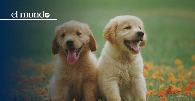 Hidalgo declara a los animales como seres sintientes