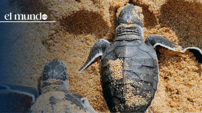 ¿Cuándo es la temporada de liberación de tortugas en Ixtapa-Zihuatanejo? Guía completa de agosto a marzo