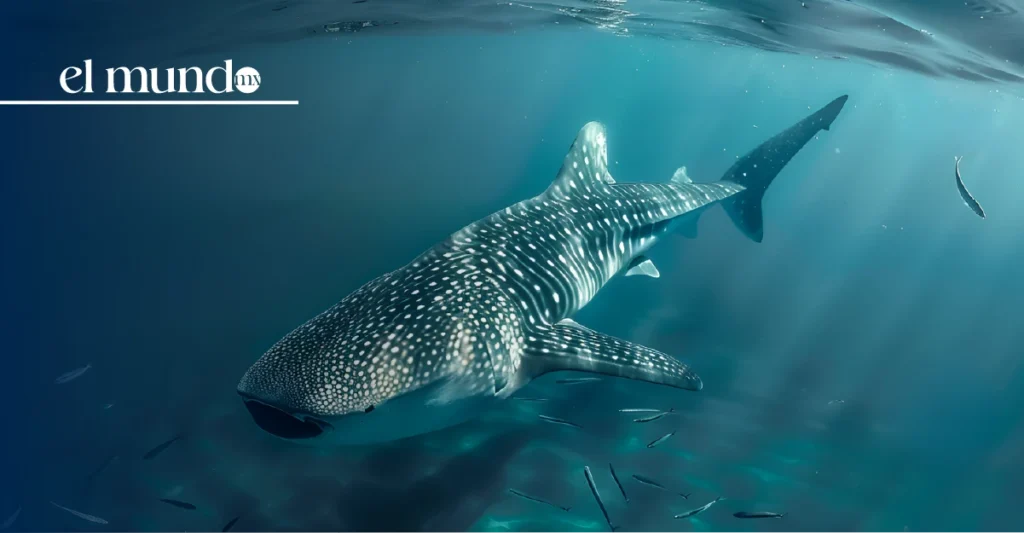 ¿Cuándo ver tiburones ballena en el Mar de Cortés? La guía completa para disfrutarlo