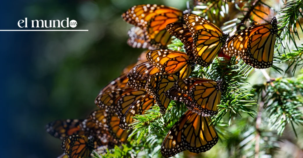 ¿Cuándo ver mariposas monarca en Michoacán? Inicio, cierre y más