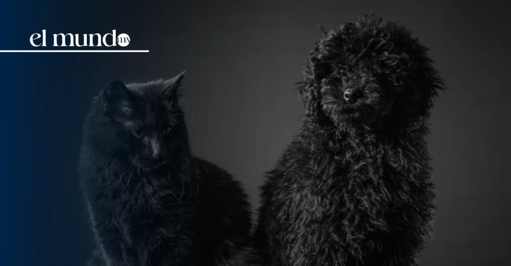 CDMX refuerza alerta por maltrato a perros y gatos negros durante Halloween y Día de Muertos