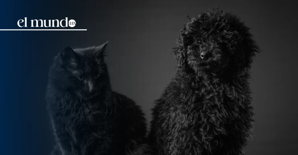 CDMX refuerza alerta por maltrato a perros y gatos negros durante Halloween y Día de Muertos