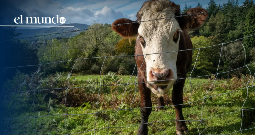 Gobierno de México fortalece el Dispositivo de Emergencia de Sanidad Animal por Gusano Barrenador