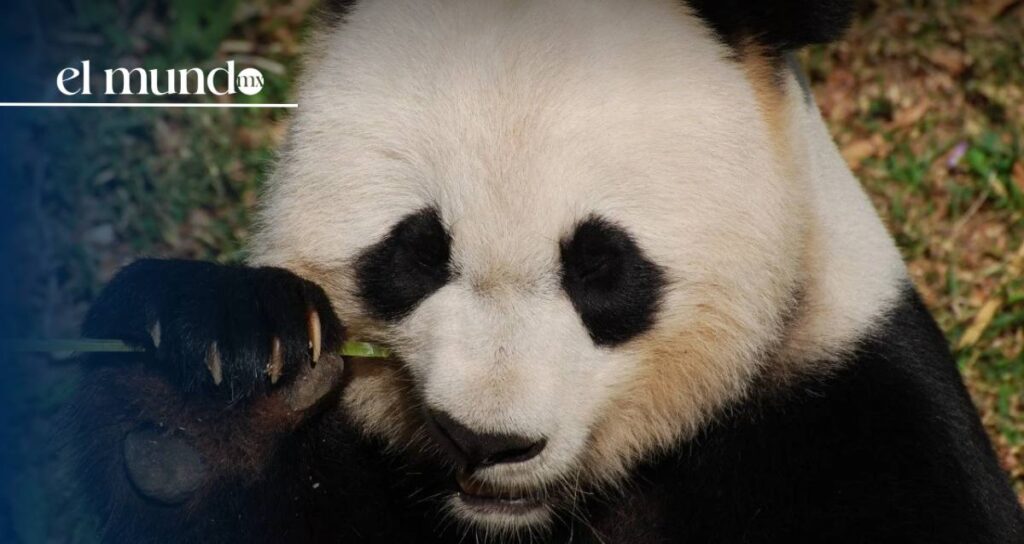 La panda latinoamericana Xin Xin recibe árbol de navidad especial La panda latinoamericana Xin Xin recibe árbol de navidad especial