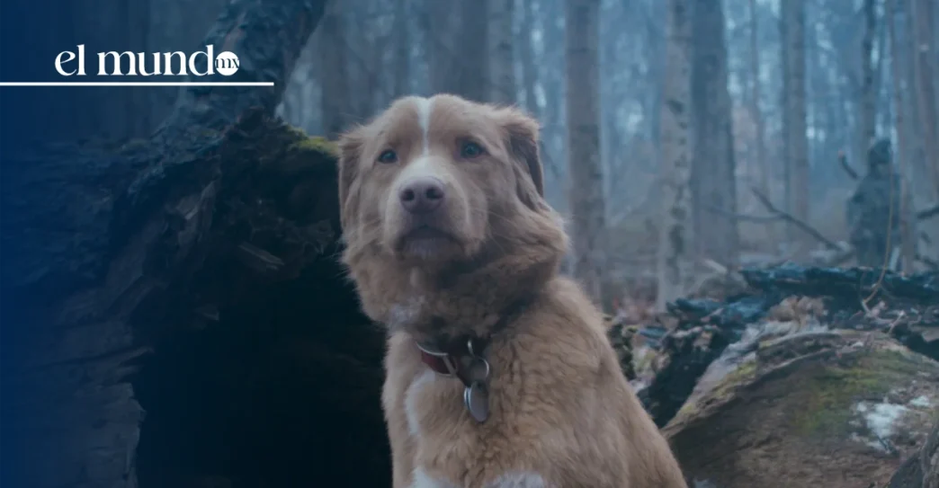 ¿Cuándo y dónde estará disponible 'Good Boy' en streaming?