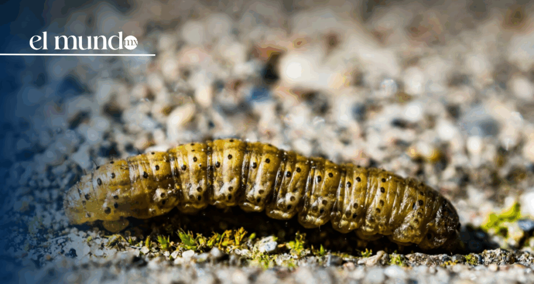 gusano barrenador en México