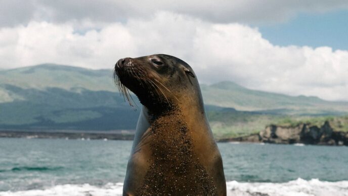 Muere un lobo marino rescatado en Topolobampo, Sinaloa