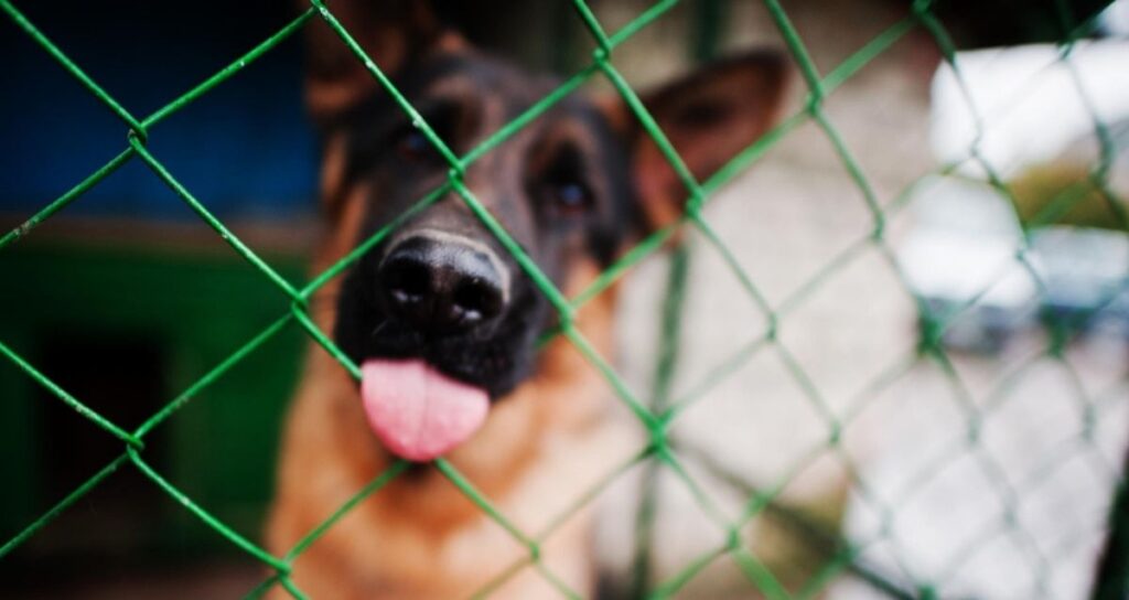 Refugios animales en México enfrentan altos costos para su operación y cuidado Refugios animales en México enfrentan altos costos para su operación y cuidado