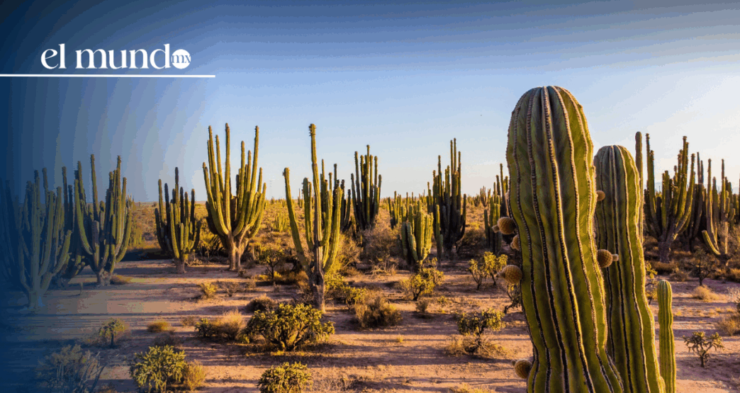 ¿Qué hacer y qué lugares turísticos debes conocer en Sonora, México, este 2026?