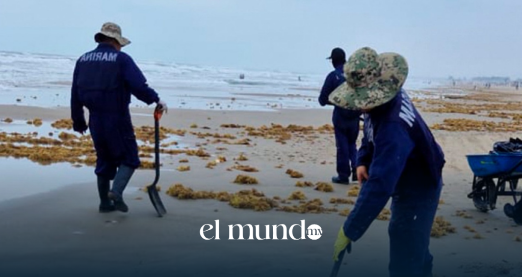 Secretaría Marina dice que bolsas abandonadas en playas de Veracruz tienen sargazo Secretaría Marina dice que bolsas abandonadas en playas de Veracruz tienen sargazo