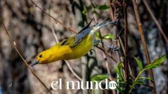 Operativo en un mercado de Guadalajara asegura 99 aves por tráfico ilegal