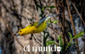 Operativo en un mercado de Guadalajara asegura 99 aves por tráfico ilegal