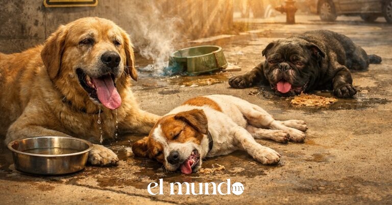 SSC-CDMX emite guía para proteger a las mascotas durante la ola de calor: horarios, síntomas y qué hacer