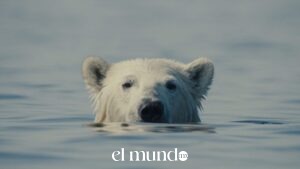 Nuisance Bear documenta el choque entre los osos polares y la vida moderna
