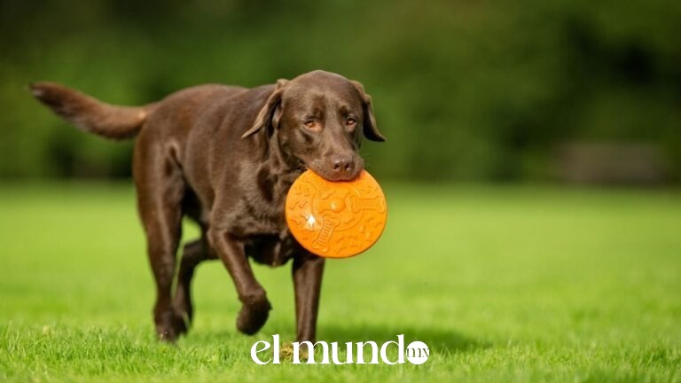Confirman segundo caso de gusano barrenador en CDMX: un perro de Xochimilco contrajo el parásito
