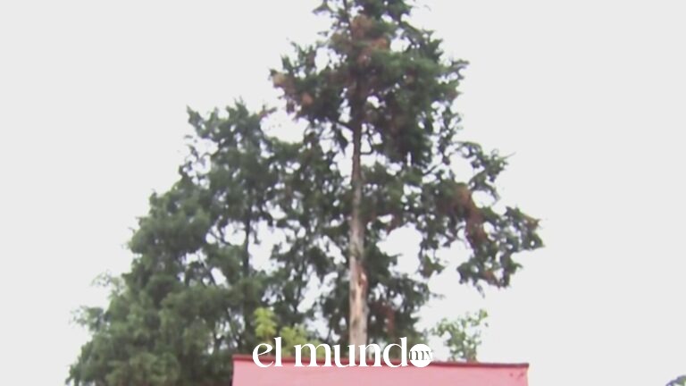 Rayo impacta árbol de aproximadamente 50 metros de altura en Coyoacán durante lluvias en CDMX Rayo impacta árbol de aproximadamente 50 metros de altura en Coyoacán durante lluvias en CDMX