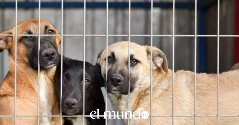 Congreso de CDMX aprueba reforma que regula la venta de perros y gatos en redes sociales Congreso de CDMX aprueba reforma que regula la venta de perros y gatos en redes sociales