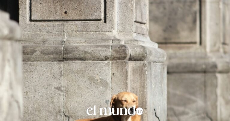 Brigada de Vigilancia Animal ha rescatado más de 3 mil animales en CDMX desde 2020 Brigada de Vigilancia Animal ha rescatado más de 3 mil animales en CDMX desde 2020