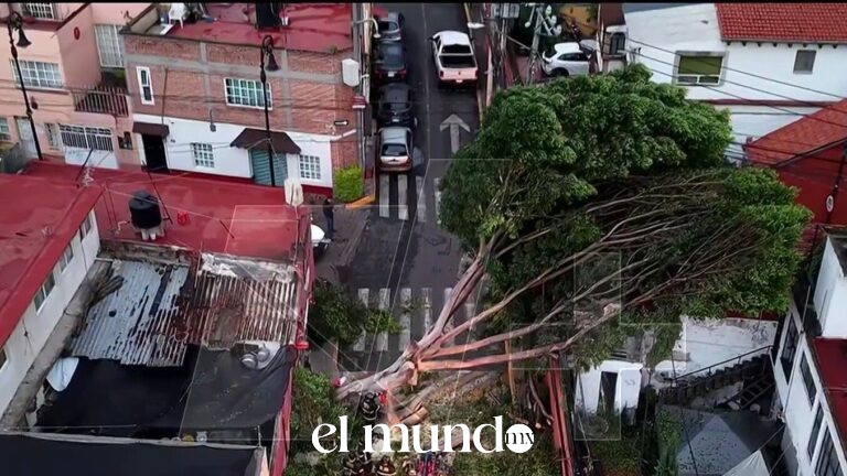 Caída de árbol afecta servicio eléctrico en la colonia Xoco Caída de árbol afecta servicio eléctrico en la colonia Xoco
