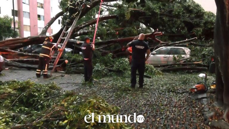 Árbol de más de 20 metros cae sobre vehículos estacionados en la colonia Doctores