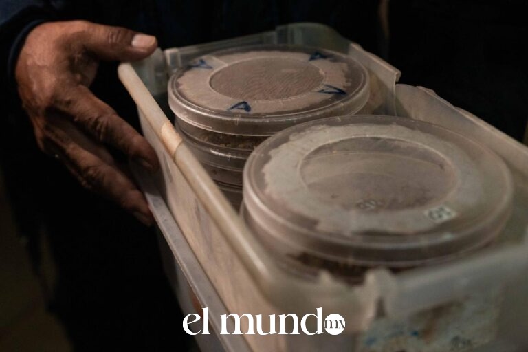 México inaugura biofábrica de moscas estériles en Chiapas: qué es y para qué sirve Inaugurarán a finales de junio biofábrica de moscas estériles en Chiapas para combatir gusano barrenador