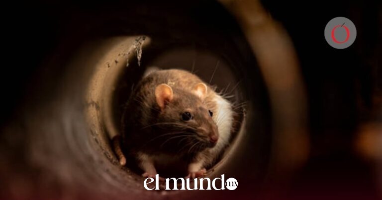 UNAM alerta sobre condiciones en CDMX que podrían favorecer proliferación de ratas UNAM alerta sobre condiciones en CDMX que podrían favorecer proliferación de ratas
