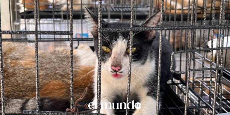 Policía vietnamita rescata más de 500 gatos de red criminal dedicada al tráfico de animales para consumo