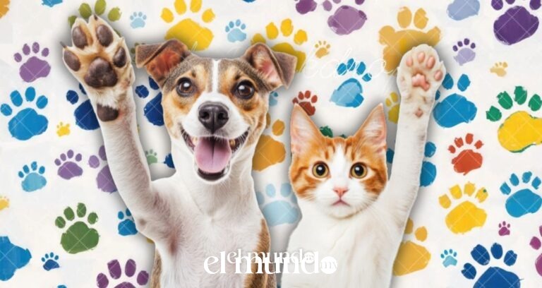Jornada de adopción de perros y gatos en la CDMX: fecha, horario y requisitos Jornada de adopción de perros y gatos en la CDMX: fecha, horario y requisitos