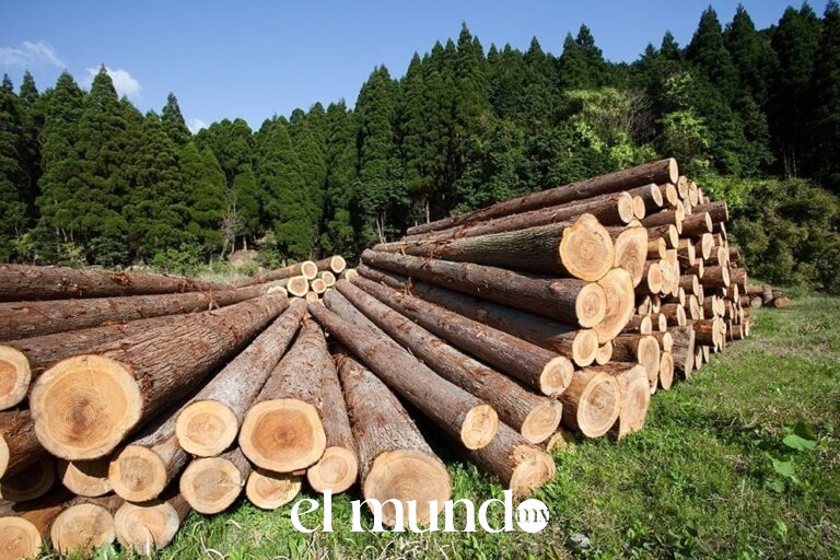 Crimen organizado controla territorios forestales y el mercado de madera ilegal en 122 zonas de México