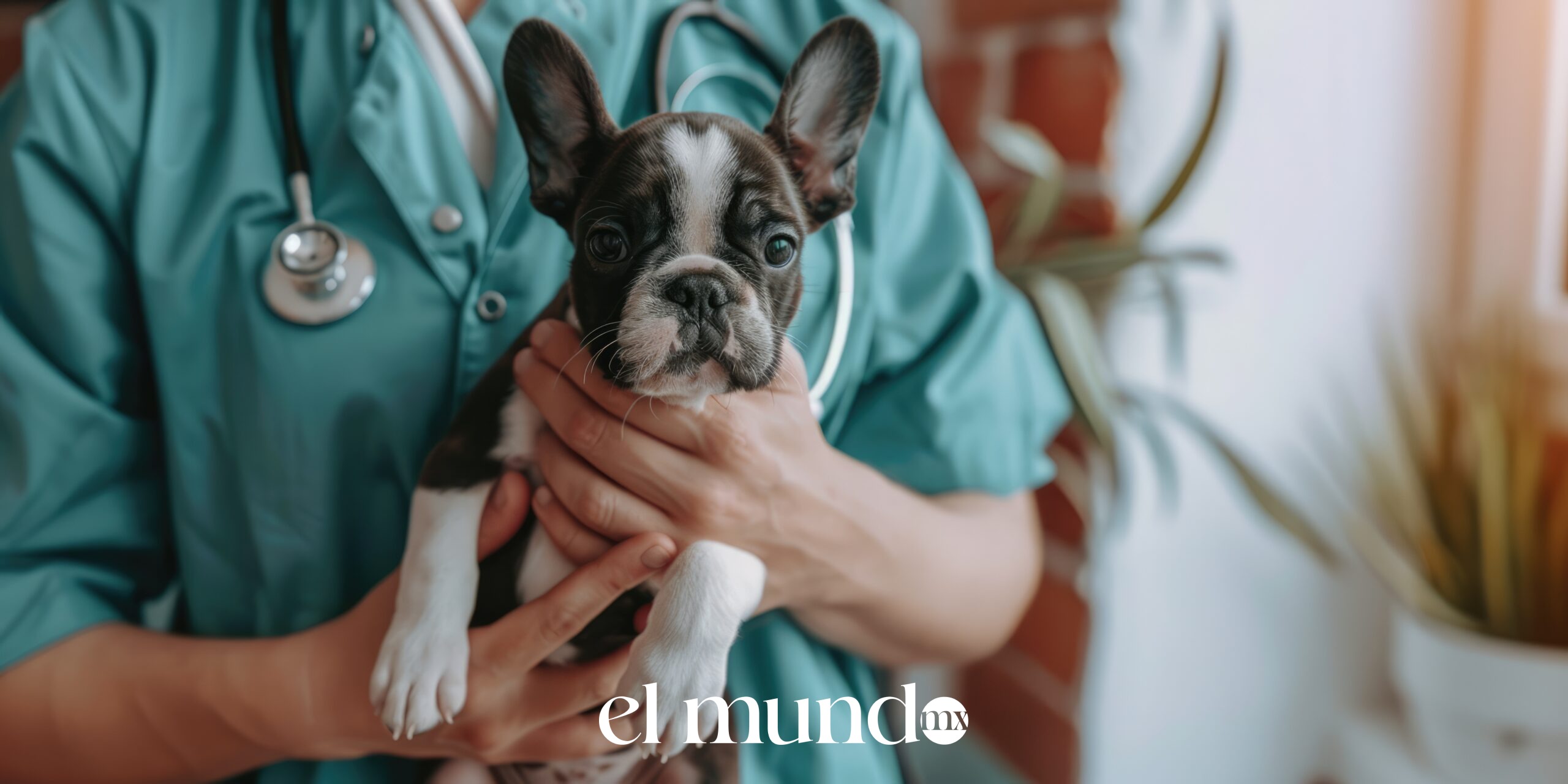 Día Mundial del Perro: ¿Cómo prevenir infecciones derivadas de heridas leves?