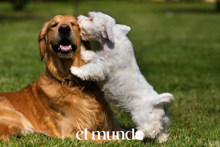 Día Mundial del Perro: ¿Cómo prevenir infecciones derivadas de heridas leves?