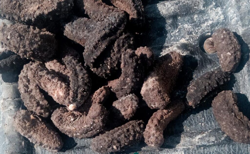 Profepa asegura casi 3 mil pepinos de mar en Baja California Pepinos de mar asegurados por Profepa en operativo contra tráfico ilegal de especies en Ensenada, Baja California