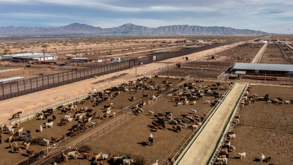 Ganado mexicano en instalaciones ganaderas cerca de la frontera con Estados Unidos