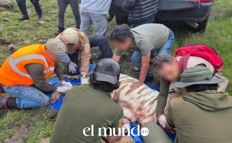 Profepa rechaza contradicciones en muerte del tigre Kenzo y defiende actuación de agente que disparó
