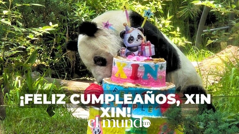 Xin Xin cumple 36 años y ya es la segunda panda más longeva del mundo en cautiverio Xin Xin celebra sus 36 años con cientos de visitantes en el Zoológico de Chapultepec