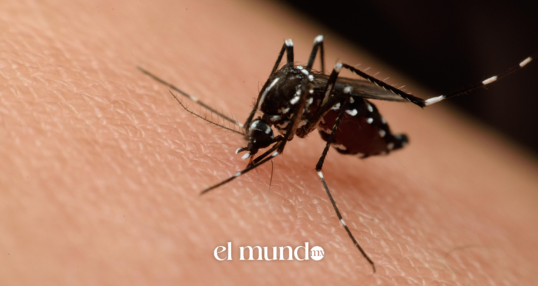 Virus del Nilo Occidental reaparece en Países Bajos: ¿Hay riesgo para México?