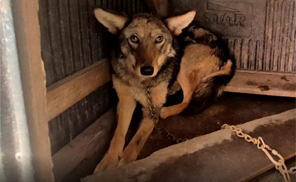Profepa rescata coyote encadenado en Edomex: así lo encontraron Coyote encadenado rescatado por inspectores de la Profepa en una vivienda del Estado de México