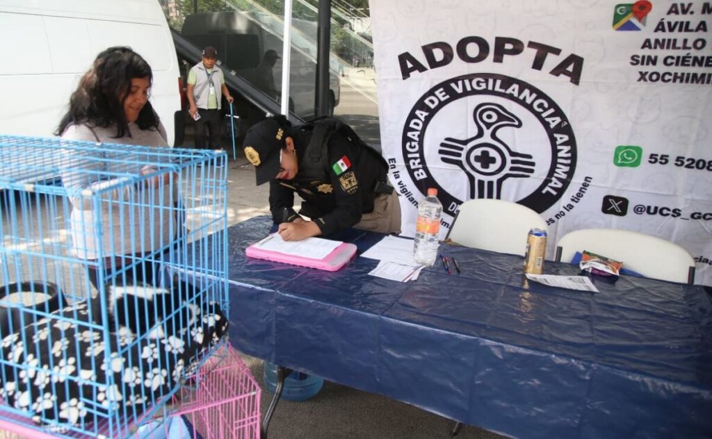 Gatitos cachorros en jornada de adopción por el Día Internacional del Gato 2026 en la Ciudad de México