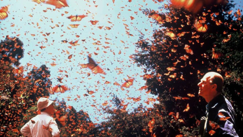 Colonia de mariposas monarca agrupadas en los árboles de oyamel en la Reserva de la Biosfera Mariposa Monarca en México