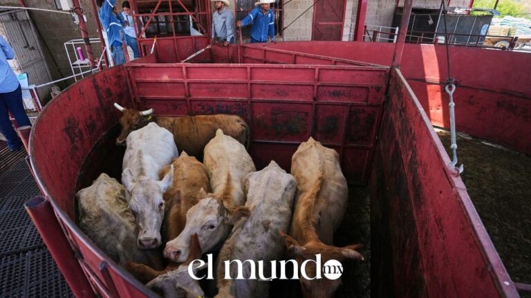 USDA reabre frontera a ganado mexicano: precios de carne no bajarán pronto