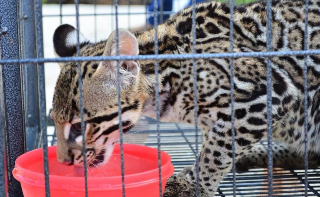 Diputada del PT presenta iniciativa para prohibir tenencia de fauna silvestre como mascotas en México